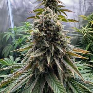 Nordkraut Lemon Skunk