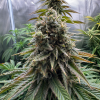 Nordkraut Lemon Skunk