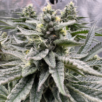 Nordkraut Mimosa