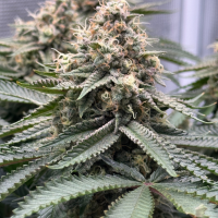 Nordkraut Mimosa