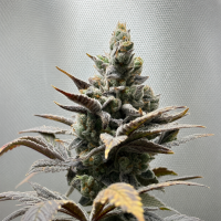 Nordkraut Mimosa Auto