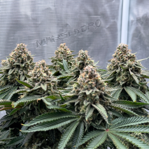 Nordkraut Northern Sage