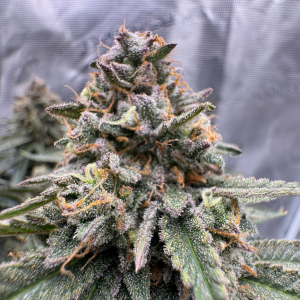 Nordkraut Northern Sage