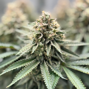 Nordkraut Northern Sage