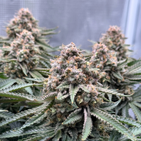 Nordkraut Northern Sage