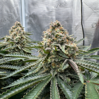 Nordkraut Northern Sage