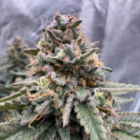 Nordkraut Northern Sage