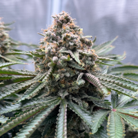 Nordkraut Northern Sage