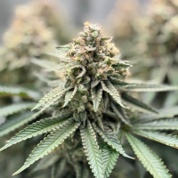 Nordkraut Northern Sage