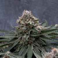 Nordkraut Northern Sage