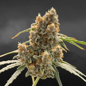 Nordkraut Pure CBD
