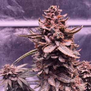 Nordkraut Purple Haze