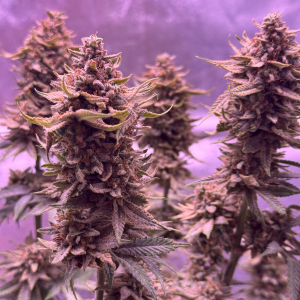 Nordkraut Purple Haze