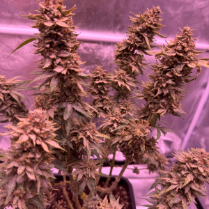 Nordkraut Purple Haze