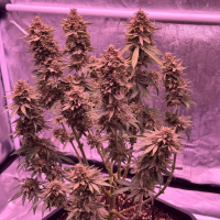 Nordkraut Purple Haze