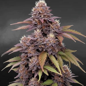 Nordkraut Purple Kush