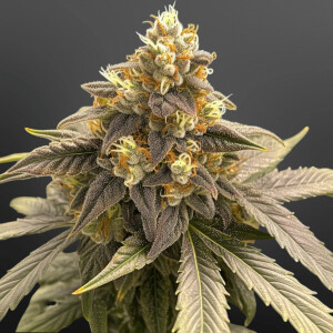 Nordkraut Runtz X Larry OG