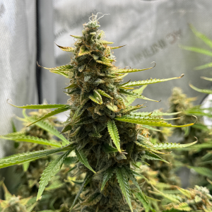 Nordkraut Skywalker OG