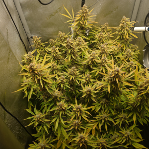 Nordkraut Skywalker OG