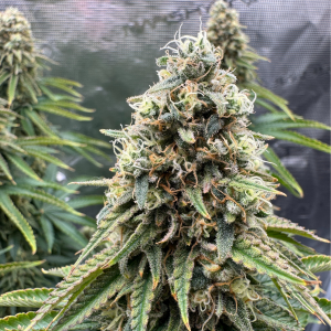 Nordkraut Snoozy Juice Auto