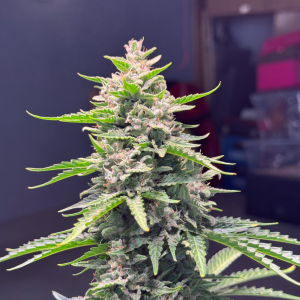 Nordkraut Snoozy Juice Auto