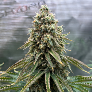 Nordkraut Snoozy Juice Auto