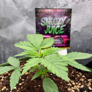 Nordkraut Snoozy Juice Auto