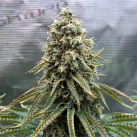 Nordkraut Snoozy Juice Auto