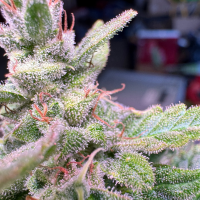 Nordkraut Snoozy Juice Auto