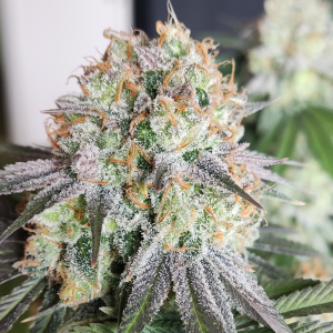 Nordkraut Sour Diesel