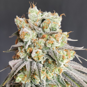 Nordkraut Sour Diesel