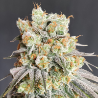 Nordkraut Sour Diesel