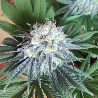 Nordkraut Sour Diesel