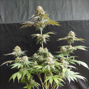 Nordkraut Sour Diesel Auto