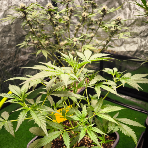 Nordkraut Strawberry Banana Auto