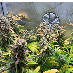 Nordkraut Super Silver Haze