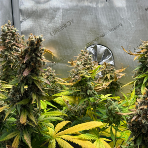 Nordkraut Super Silver Haze