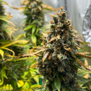 Nordkraut Super Silver Haze