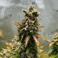 Nordkraut Super Silver Haze