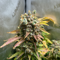 Nordkraut Super Silver Haze