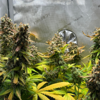 Nordkraut Super Silver Haze