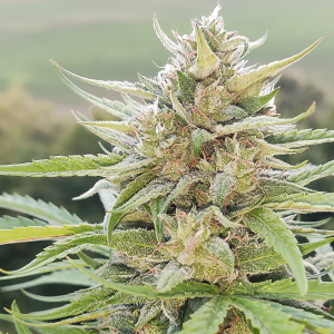 Nordkraut Super Silver Haze Auto