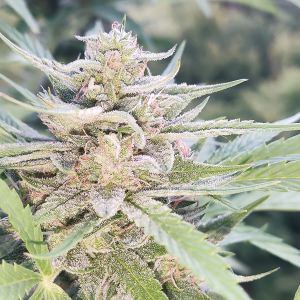 Nordkraut Super Silver Haze Auto