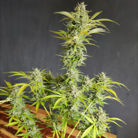 Nordkraut Super Silver Haze Auto