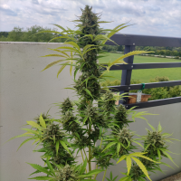 Nordkraut Super Silver Haze Auto