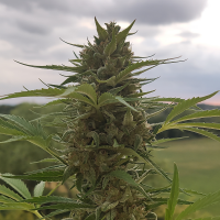 Nordkraut Super Silver Haze Auto
