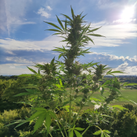 Nordkraut Super Silver Haze Auto