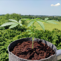 Nordkraut Super Silver Haze Auto