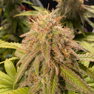 Nordkraut Vikings Gold