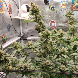 Nordkraut Vikings Gold